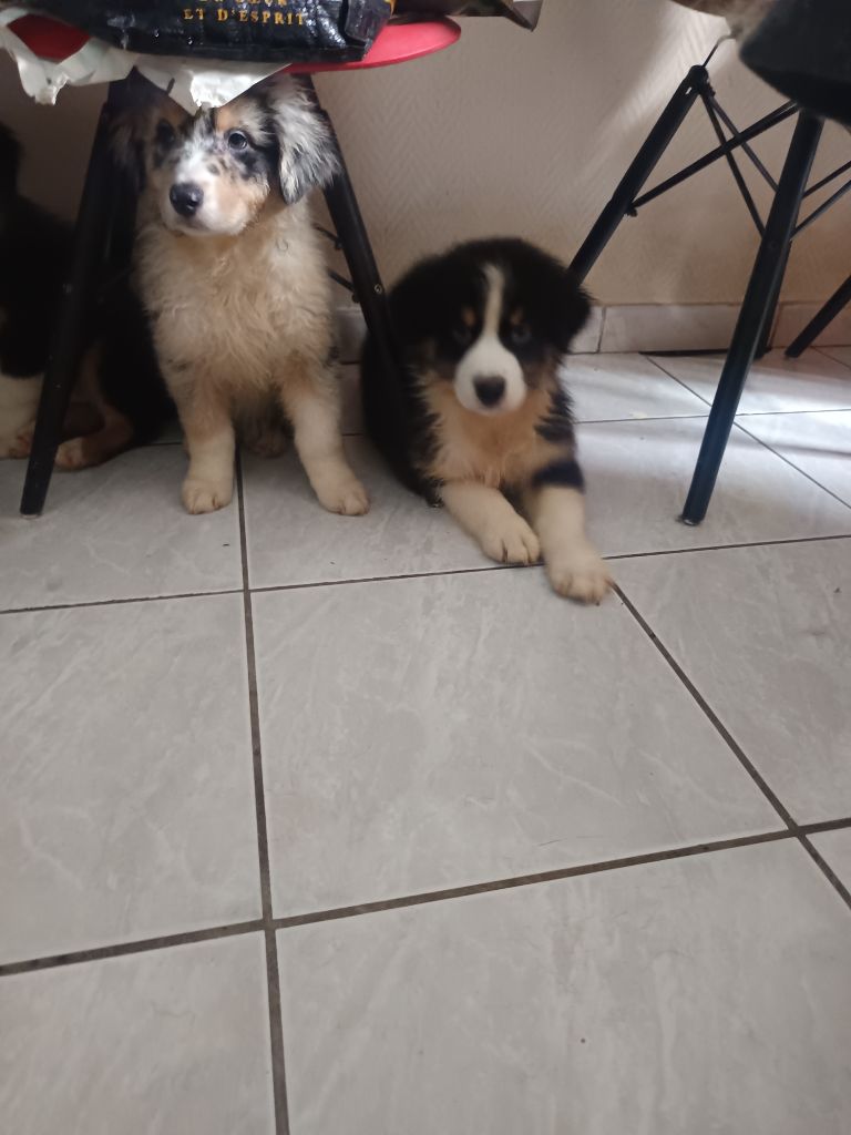 De La Légende Du Bison Blanc - Chiots disponibles - Berger Australien